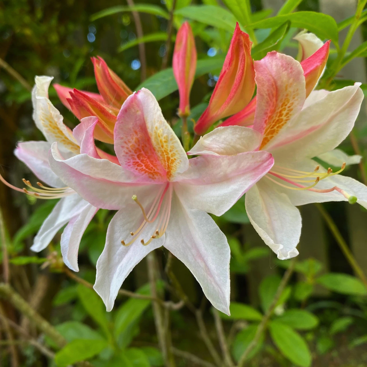 Unknown hybrid